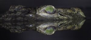Crocodile reflections, Antares Bush Camp, Umgede Hide